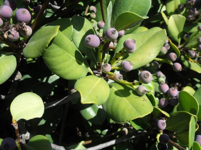 Rhaphiolepis umbellata (Rosaceae)
